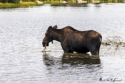 Mama Moose Aug 2022